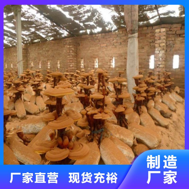 靠谱的灵芝粉生产厂家