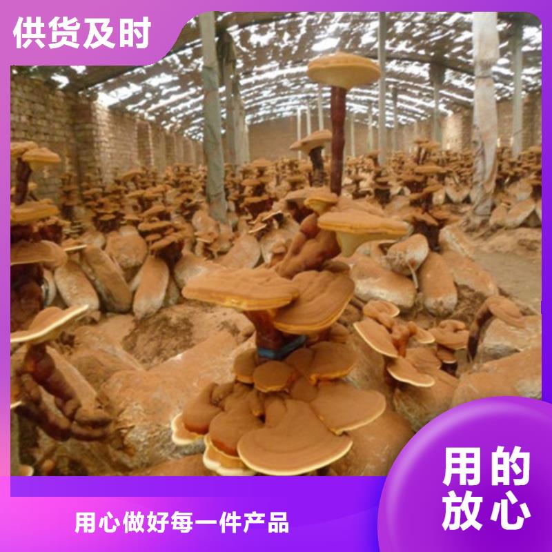 灵芝超细粉工厂直销