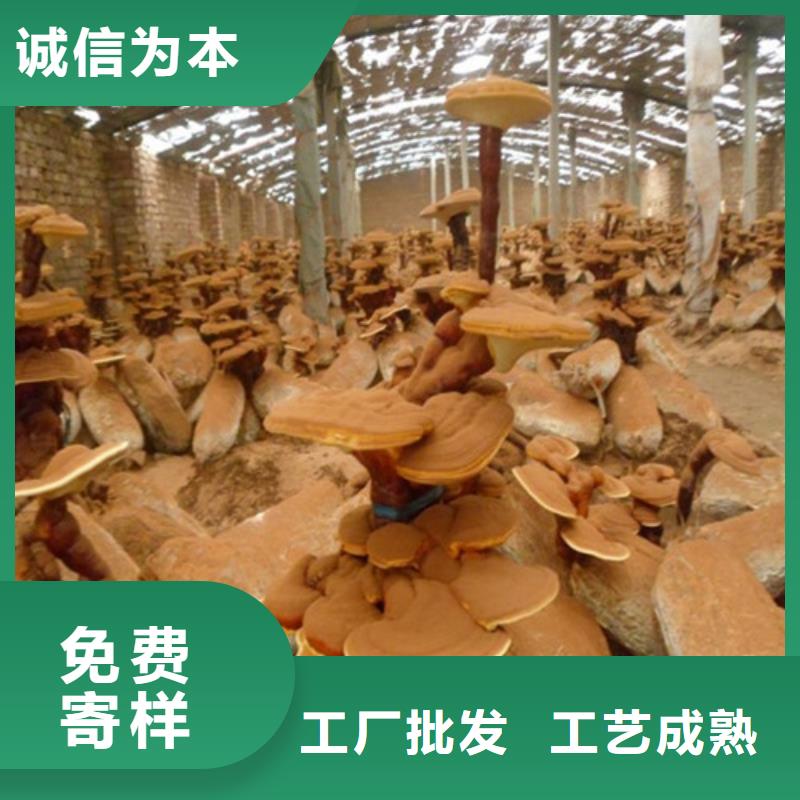 供应破壁灵芝粉_精选厂家