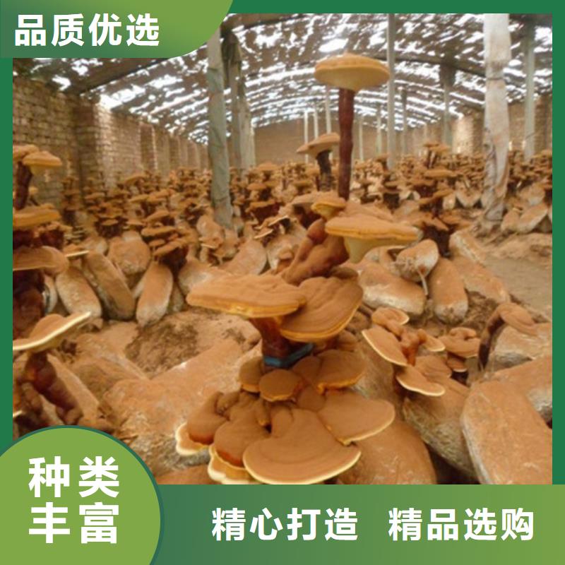 灵芝孢子粉源头好货