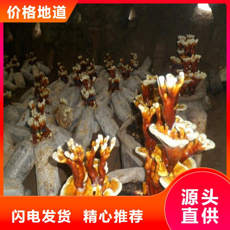 灵芝超微粉源头厂商