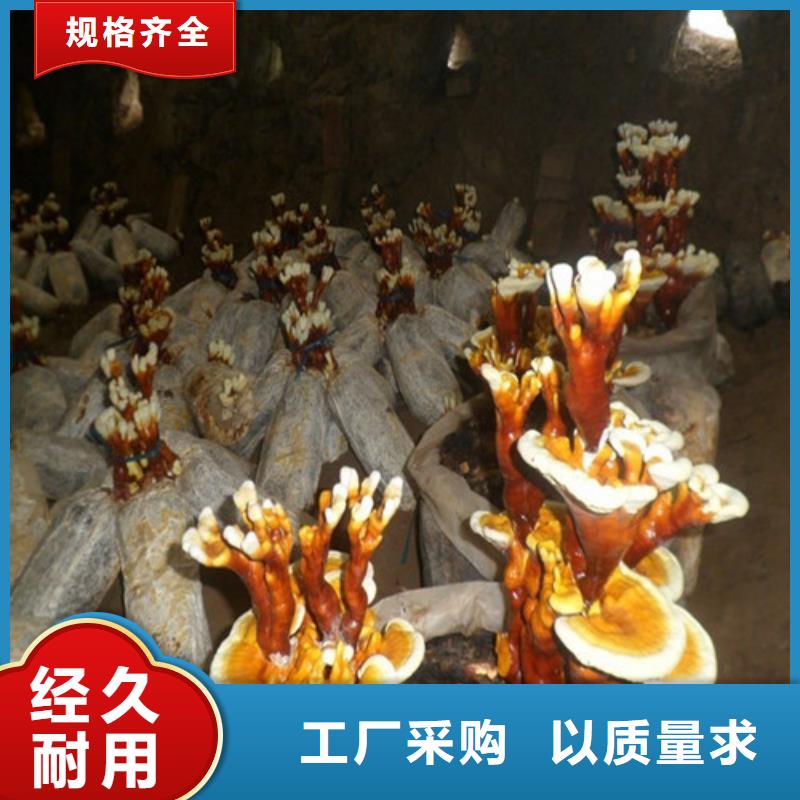 孢子灵芝厂家,货源足