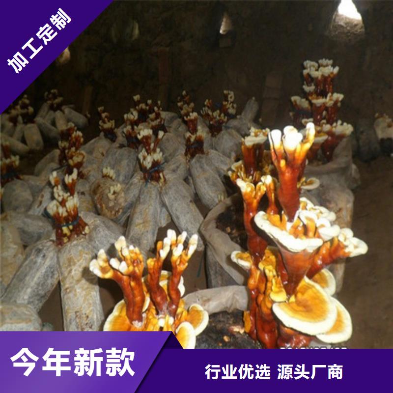 优选：灵芝孢子厂家