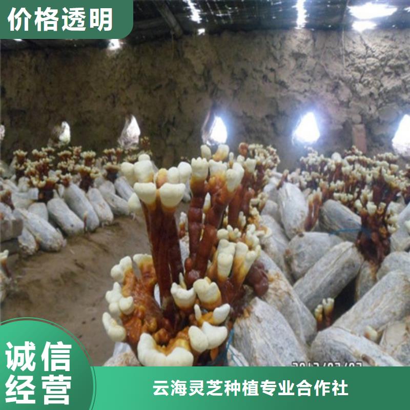 灵芝超微粉价格行情走势