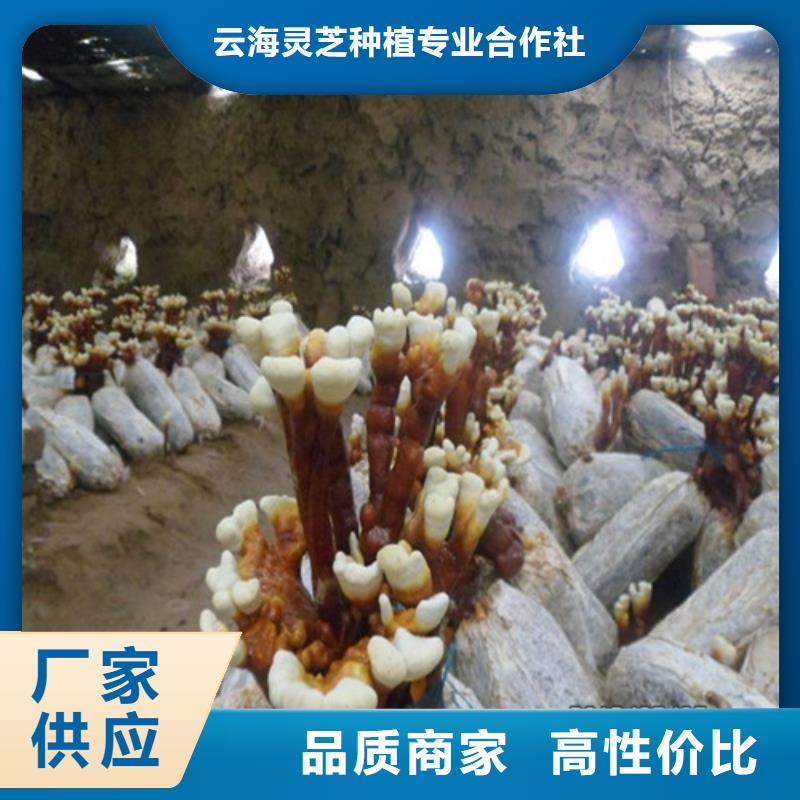 供应批发
灵芝孢子粉-靠谱