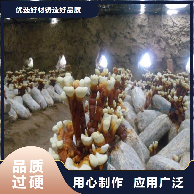 
灵芝超细粉研发厂家