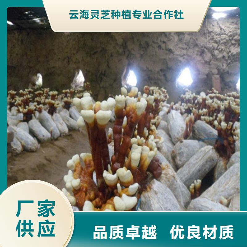 批发灵芝菌种的批发商