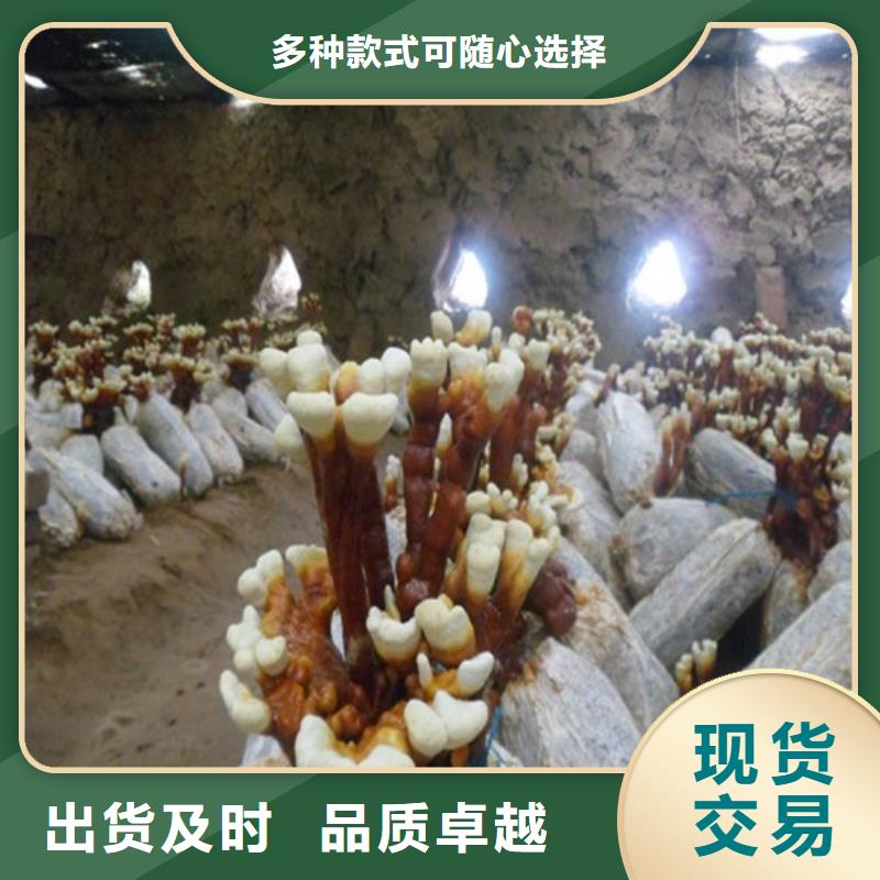 值得信赖的
灵芝超细粉生产厂家