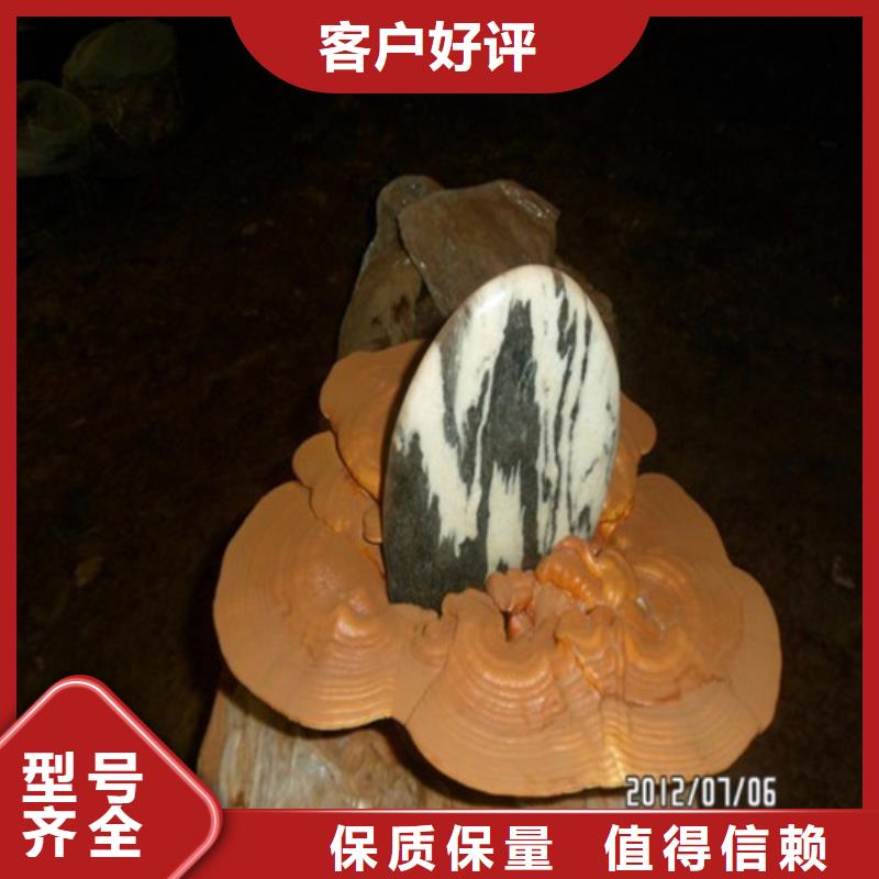 灵芝厂家