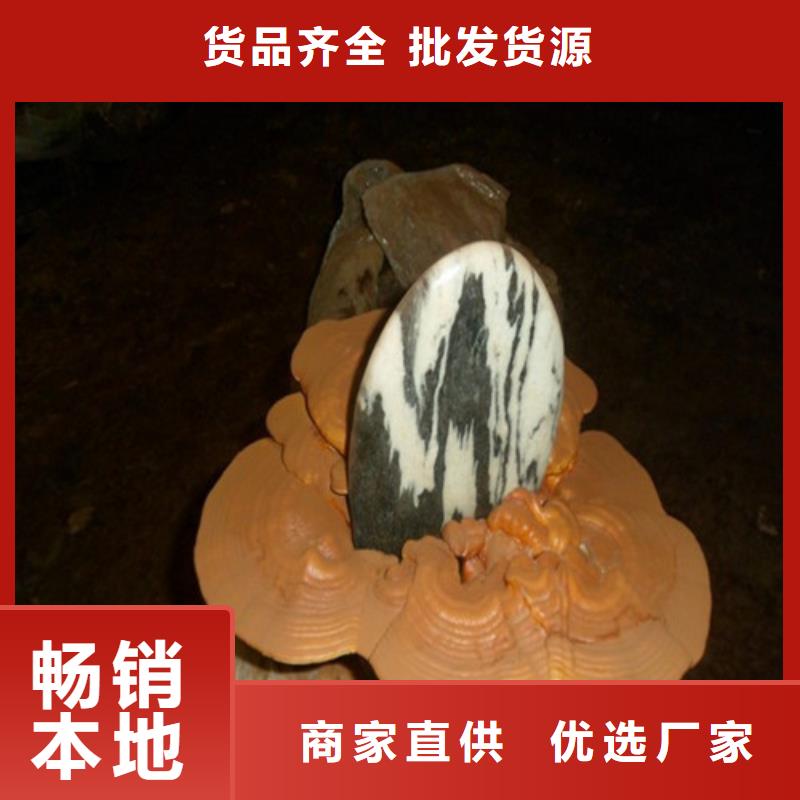 灵芝超细粉价格美丽