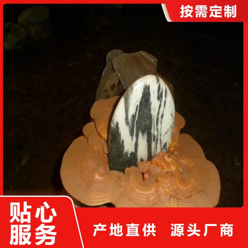 畅销的灵芝超细粉生产厂家