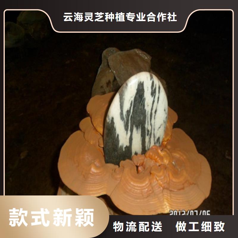 灵芝孢子粉怎么吃好吃