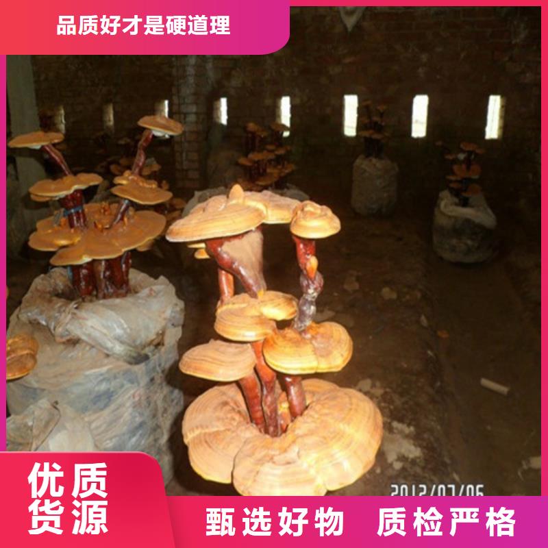 灵芝菌种多少钱
