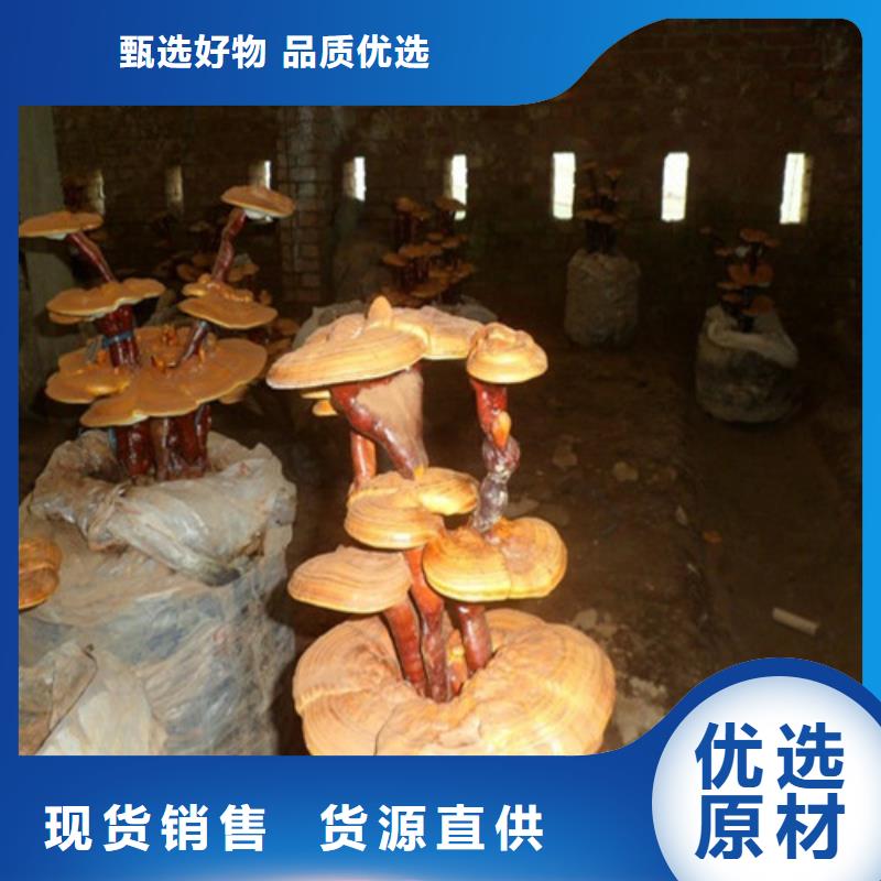 灵芝菌丝-灵芝菌丝全国配送