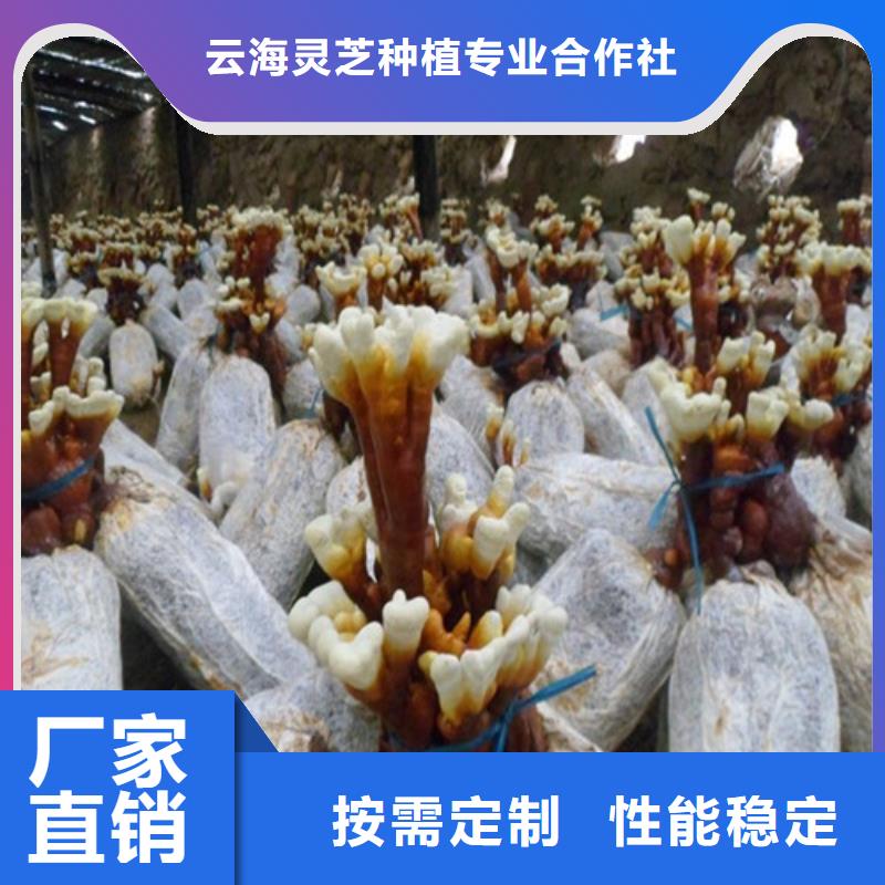 灵芝超微粉
-批发价格-优质货源
