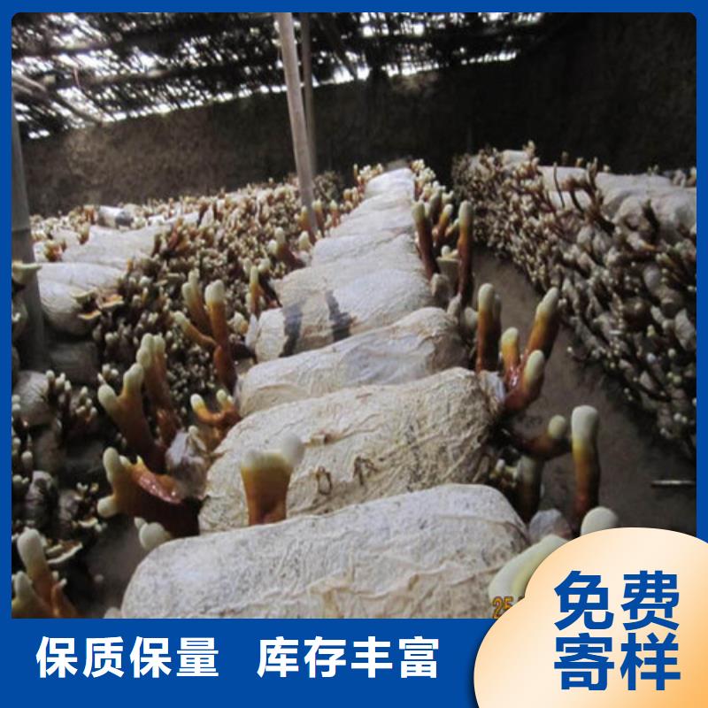 灵芝粉厂家质量有保障