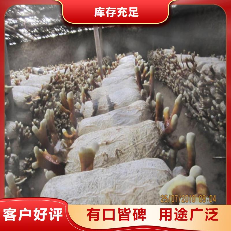 灵芝超细粉当天出货