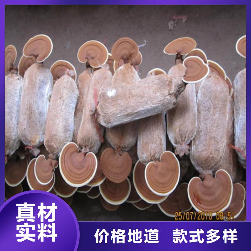 销售
孢子灵芝_品牌厂家