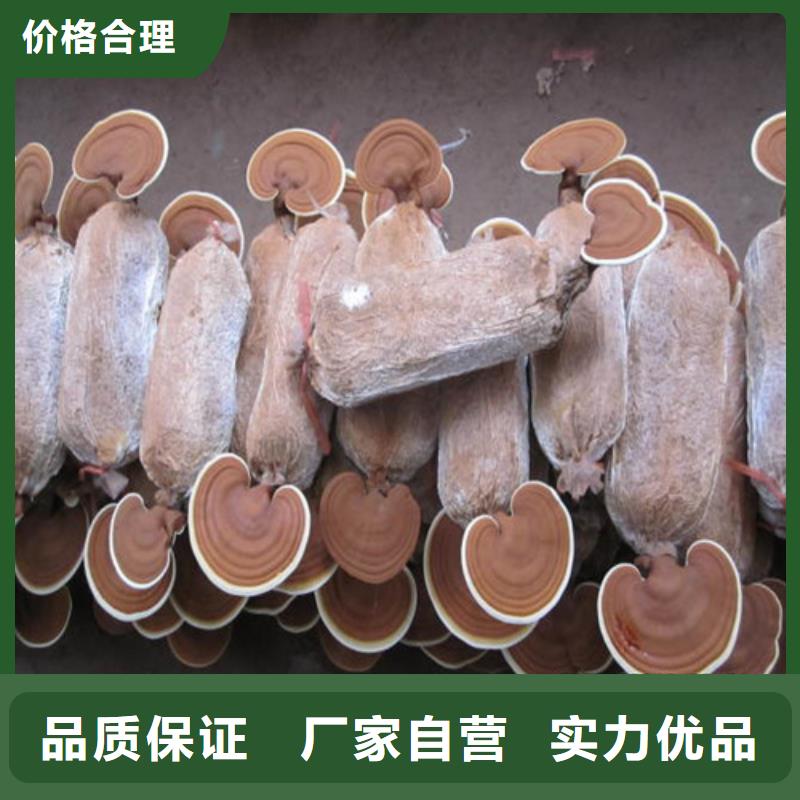 【灵芝孢子粉】灵芝菌种选择我们没错