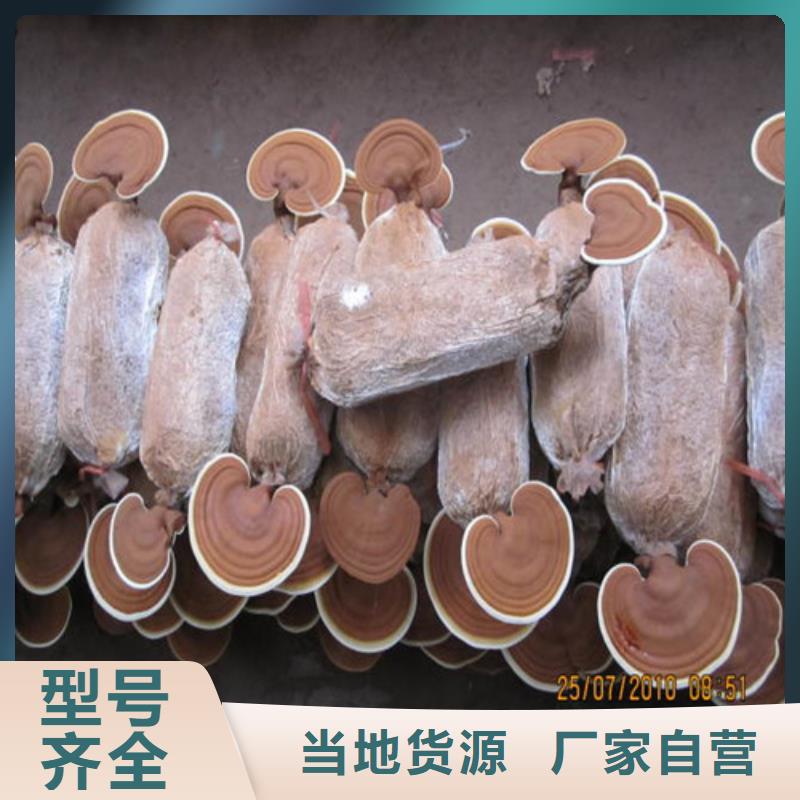 煲汤灵芝-煲汤灵芝质优价廉