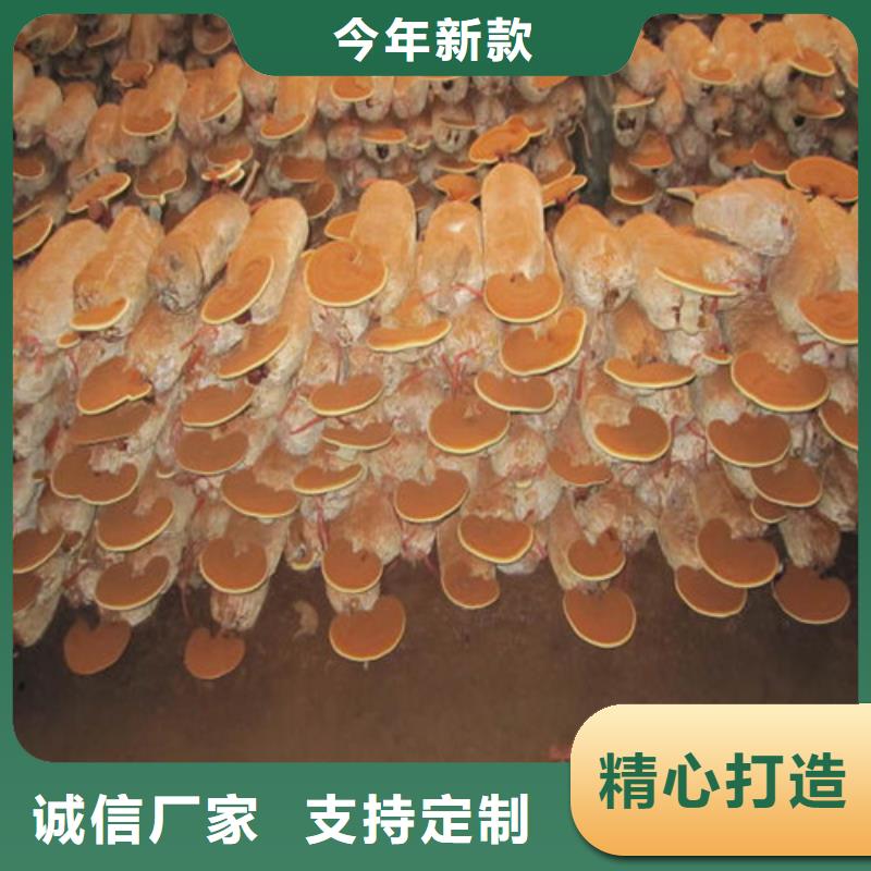 索县破壁灵芝孢子粉