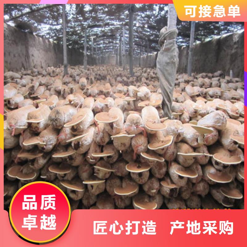 
灵芝粉、
灵芝粉生产厂家-价格合理