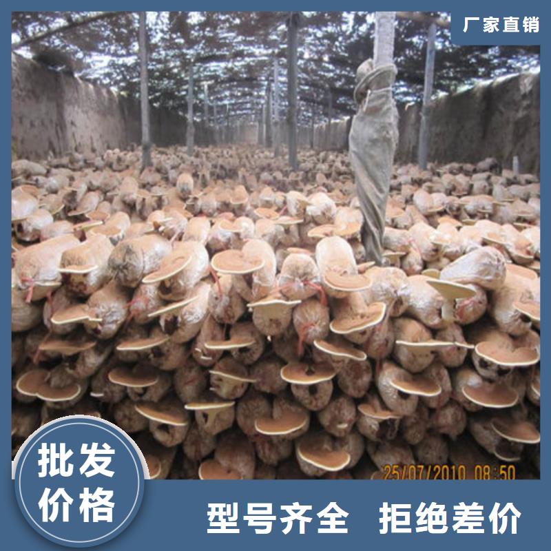 灵芝切片库存充足