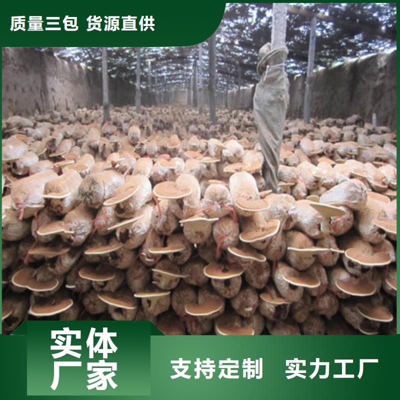 
灵芝超细粉放心选购、云海灵芝种植专业合作社