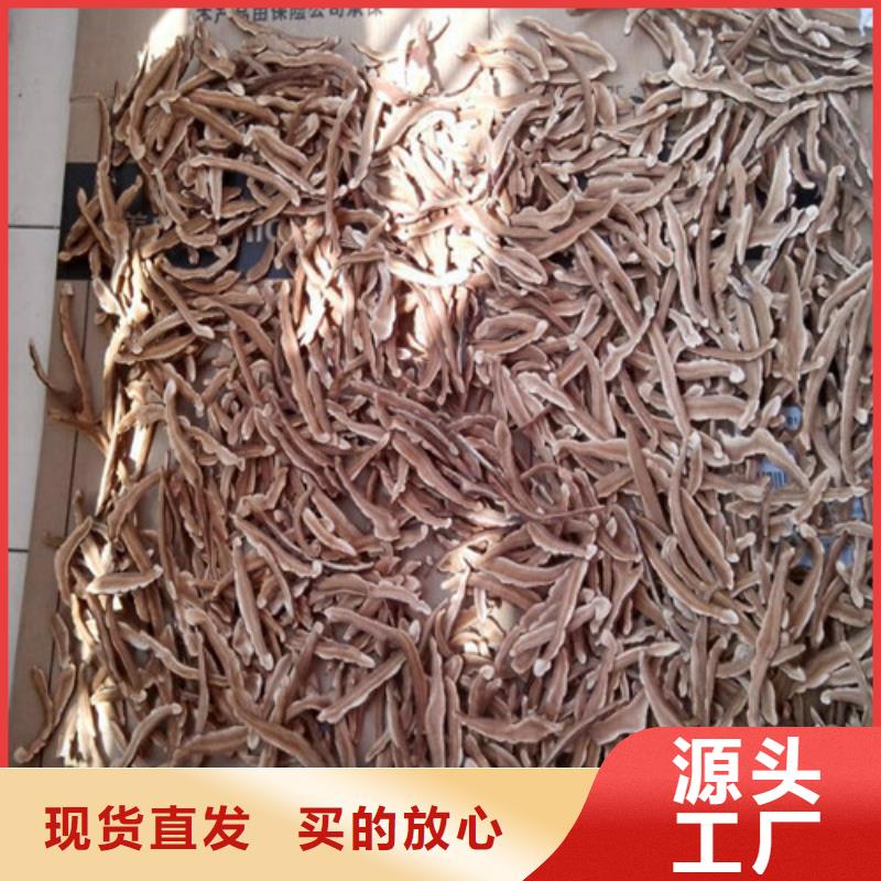 发货速度快的灵芝超微粉基地