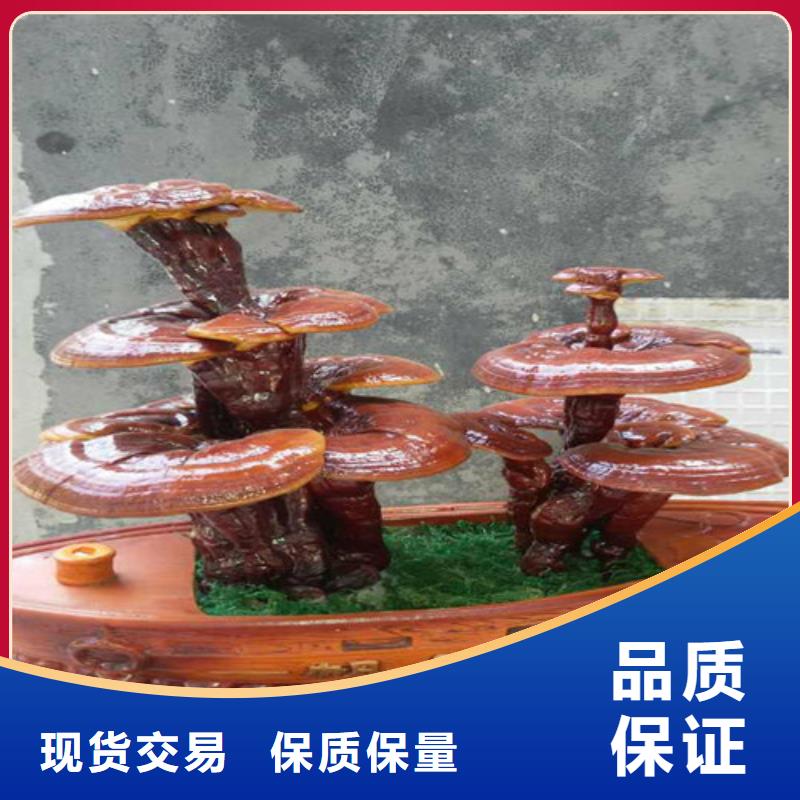 
孢子灵芝诚信商家