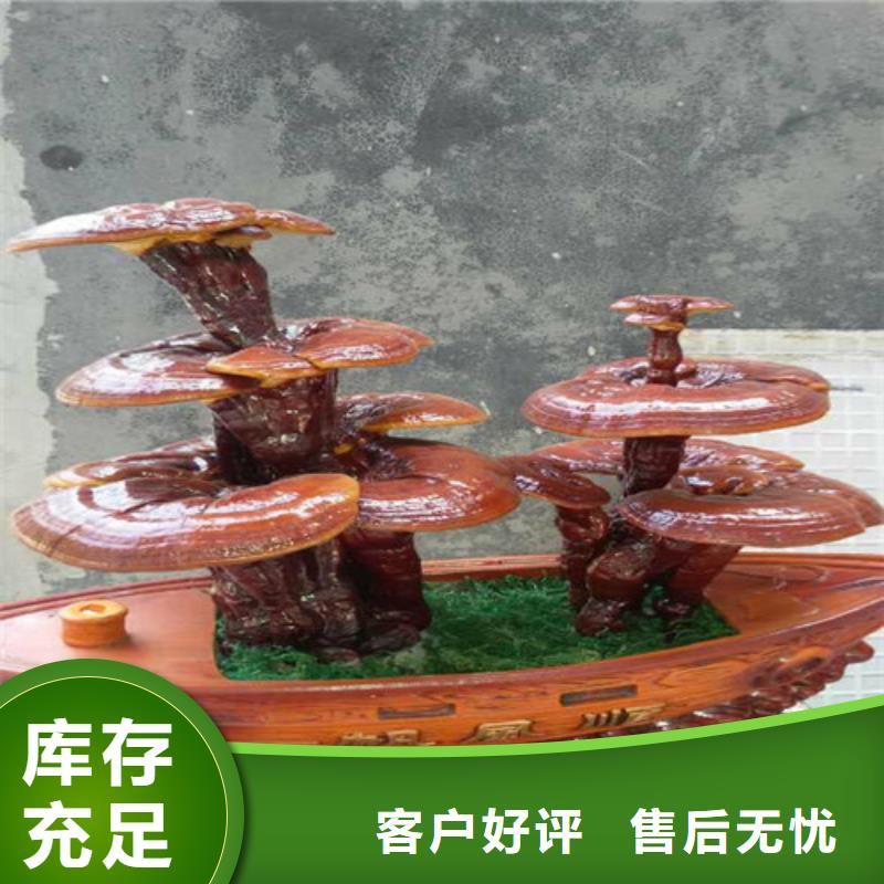 
灵芝超细粉_云海灵芝种植专业合作社