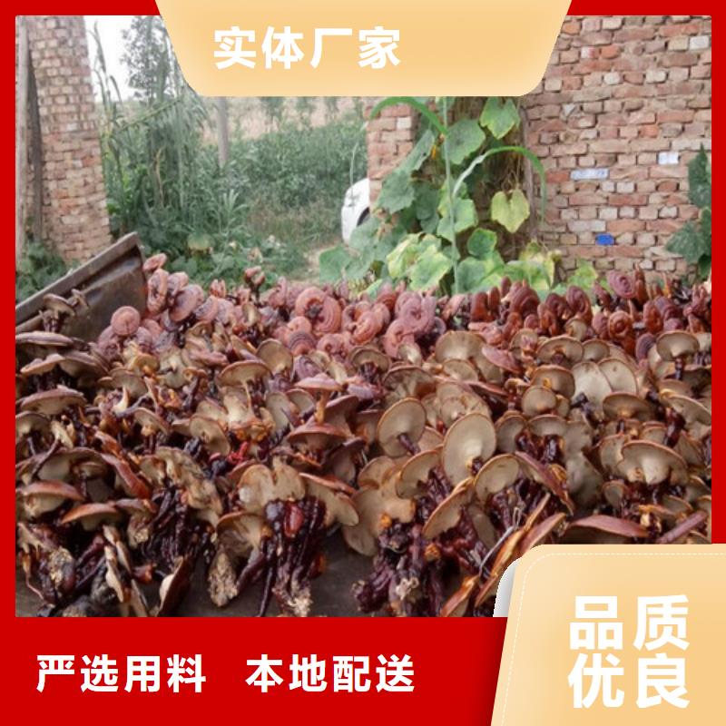 孢子灵芝粉-孢子灵芝粉来电咨询