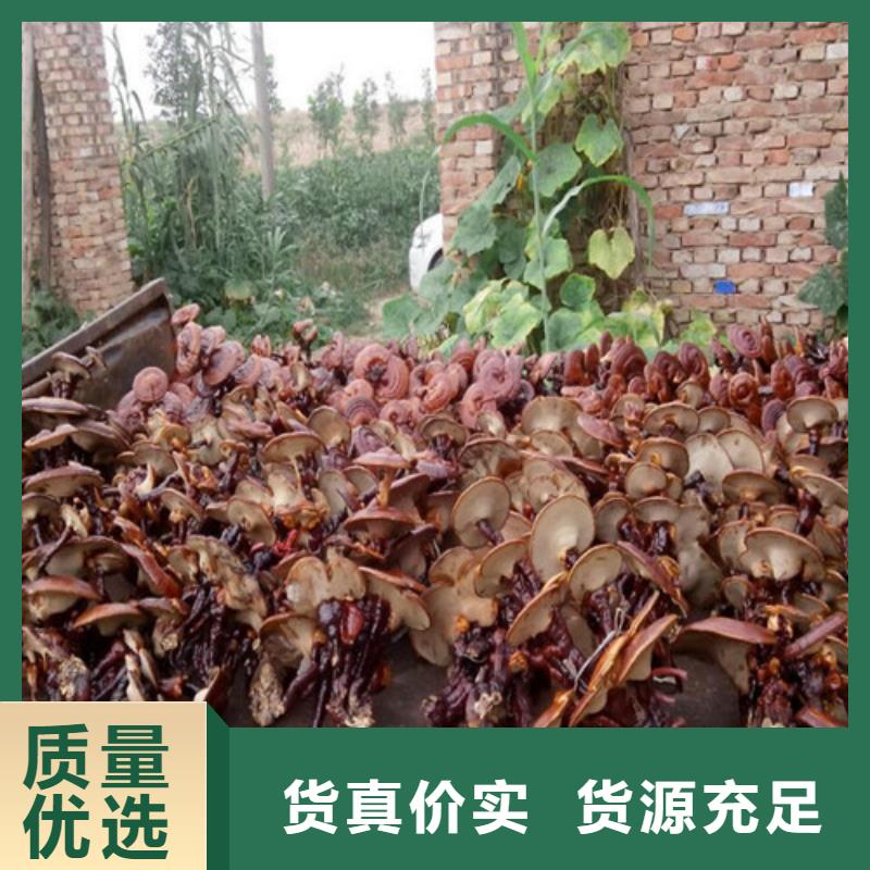 破壁灵芝孢子粉实力厂商