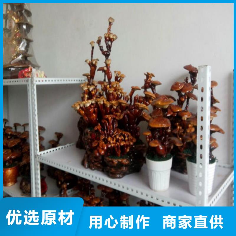 灵芝超微粉
品质高于同行