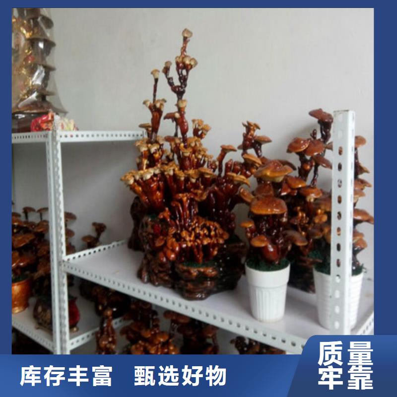 
孢子灵芝正规生产厂家