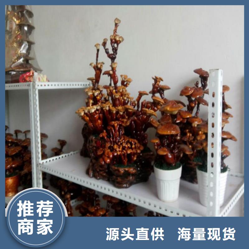 
孢子灵芝厂家直销-库存充足