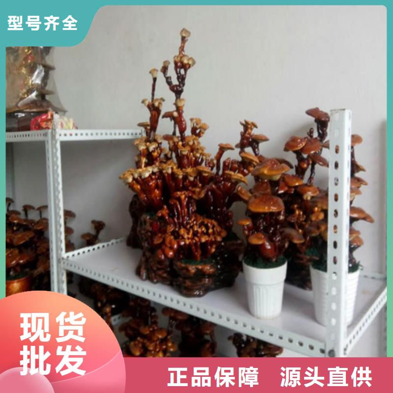 甄选：灵芝切片厂家