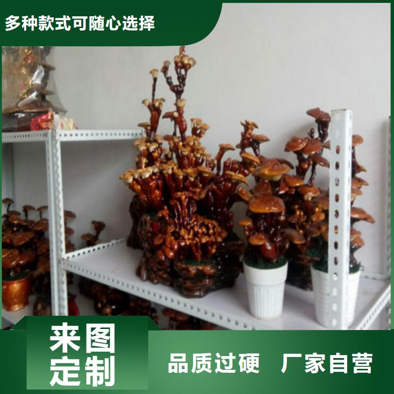 
孢子灵芝现场安装