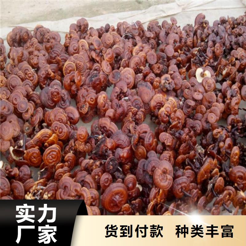 
灵芝超细粉_云海灵芝种植专业合作社
