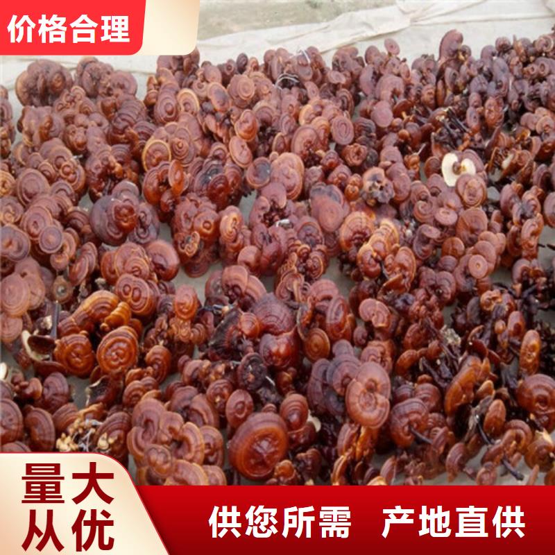 
灵芝孢子粉、
灵芝孢子粉生产厂家-