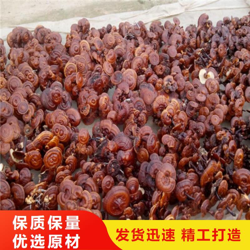 灵芝切片库存充足