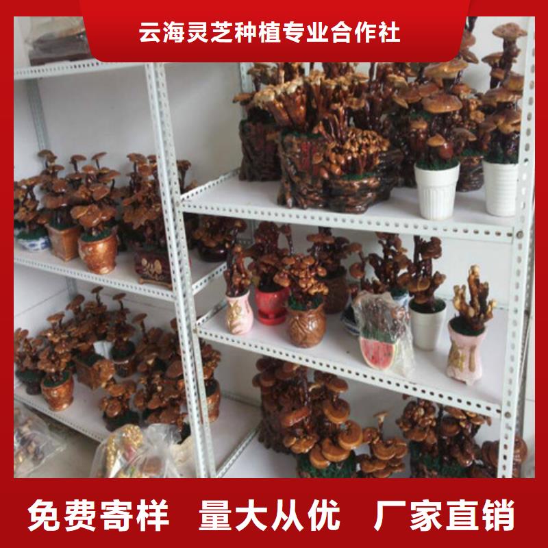 灵芝盆栽上门施工