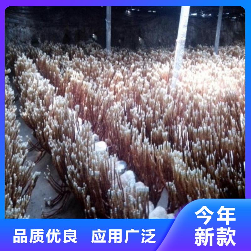 畅销的灵芝超细粉生产厂家