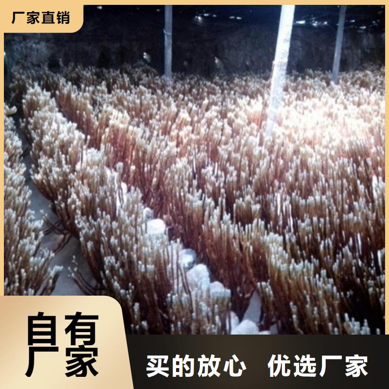 生产灵芝片_实力厂家