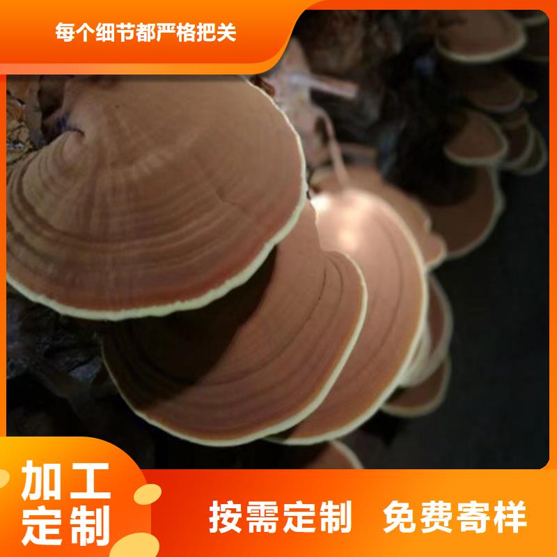 发货速度快的灵芝超微粉基地