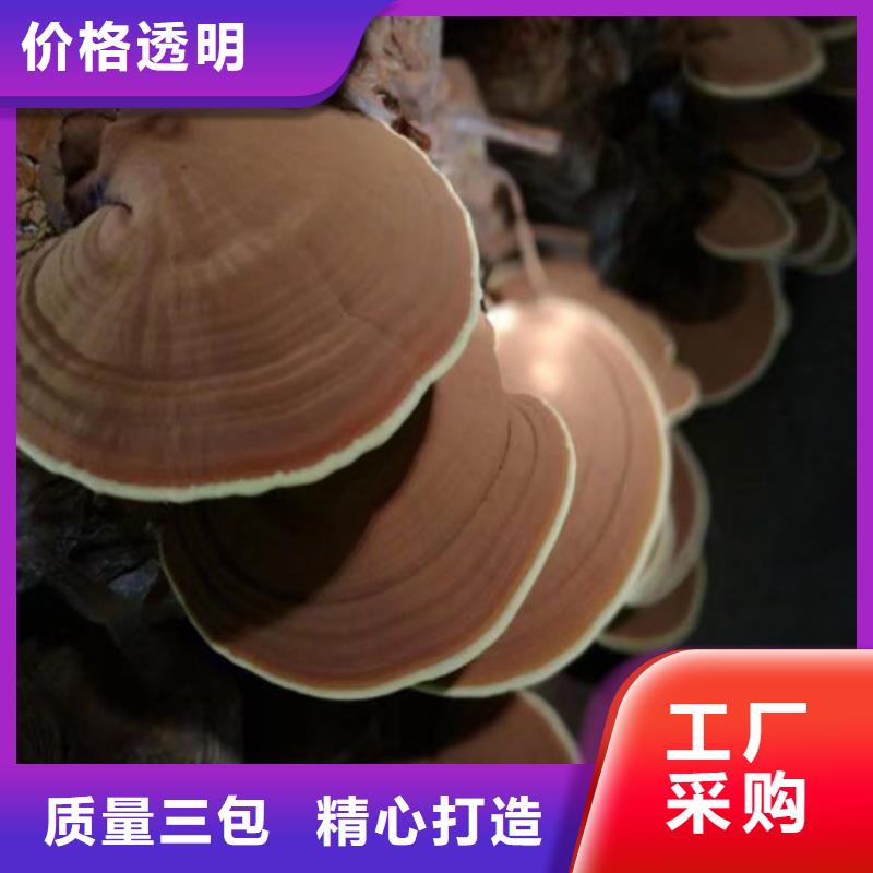 优质灵芝孢子粉