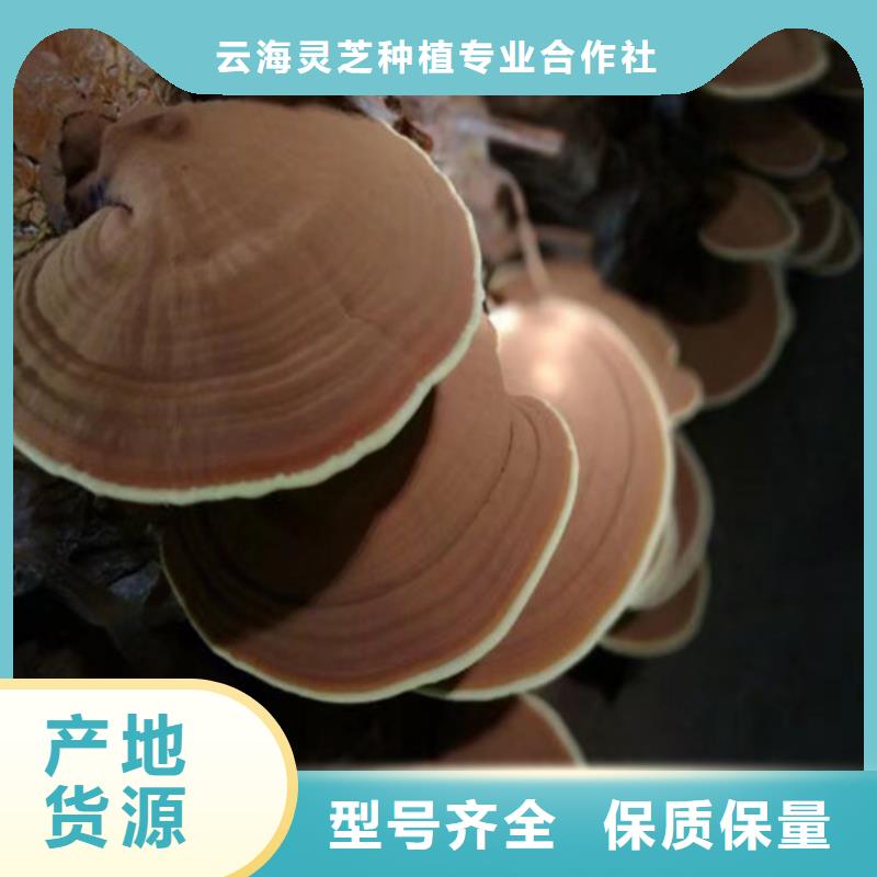
孢子灵芝-高标准高质量