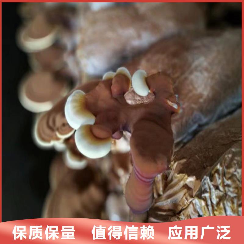 
灵芝粉-
灵芝粉质优价廉