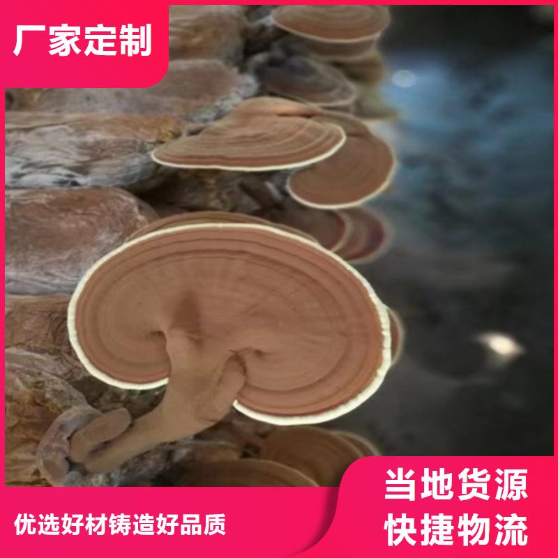 孢子灵芝厂家-只为制造精品