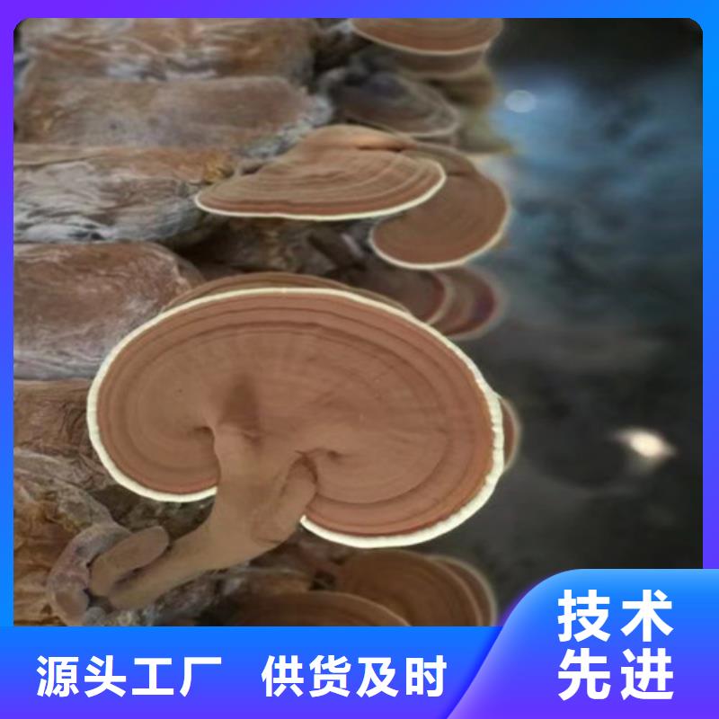 灵芝孢子粉厂家报价